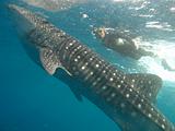 Djibouti - Whale Shark in the Gulf of Aden - 20